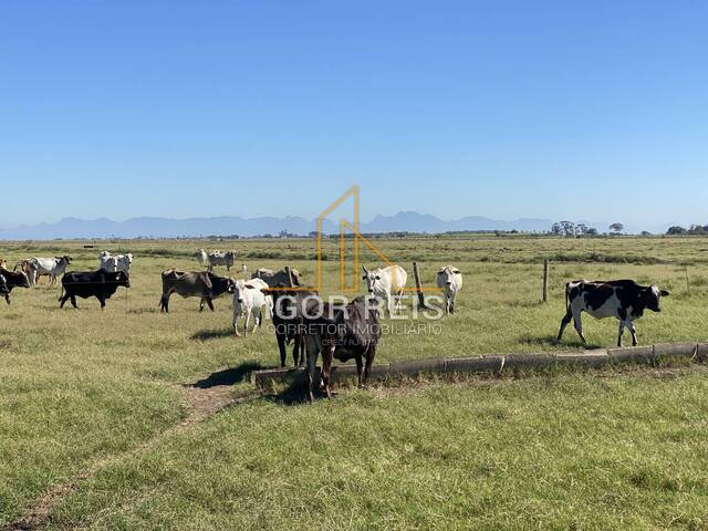 #330 - Fazenda para Venda em Quissamã - RJ - 1